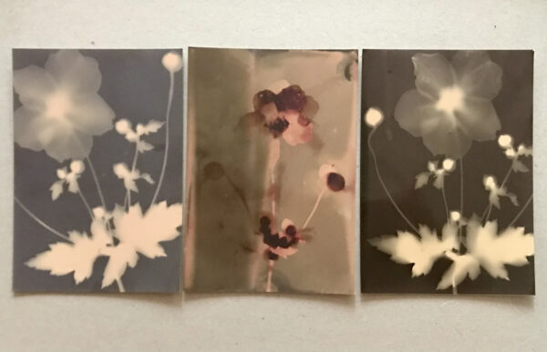 Workshop ‘Inkt en ontwikkelaar maken met kruiden en onkruid’ 27.09.2025
