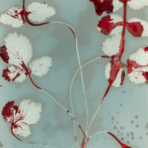 Workshop ‘Fytogrammen maken’ 11.10.2025
